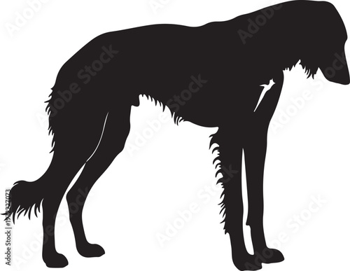 Saluki in silhouette white backgruond.