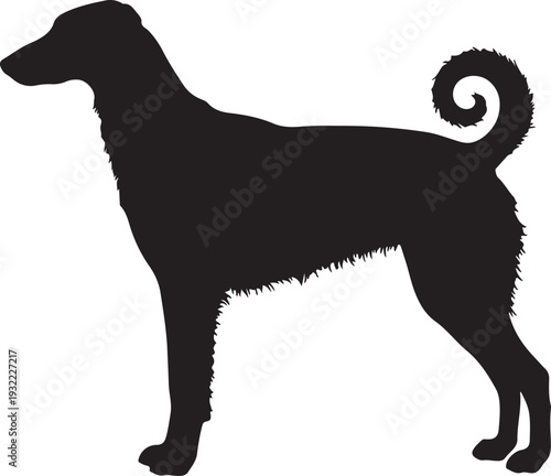 Saluki in silhouette white backgruond.