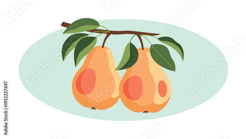 Pair of ripe pears with orange and yellow skin hanging from a leafy branch against a soft oval light blue background element.