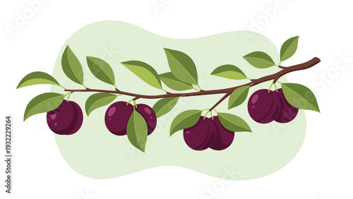Branch of a plum tree is laden with ripe dark purple plums and lush green leaves against a soft abstract green background.