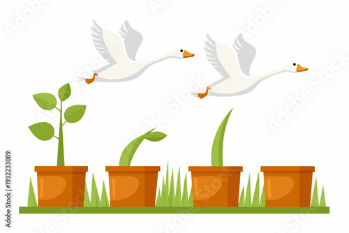 Two white geese are flying over sprouting plants in terracotta pots