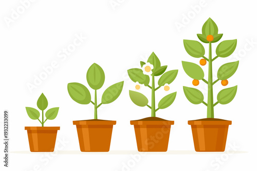 Illustration of a plant s life cycle from sprout to mature fruit bearing stage