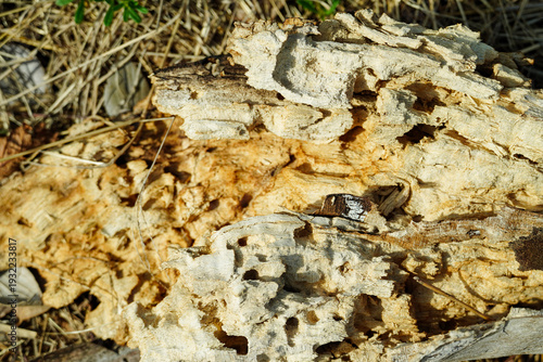 Фотография Extreme close-up of severely decayed rotten wood with intricate porous structure