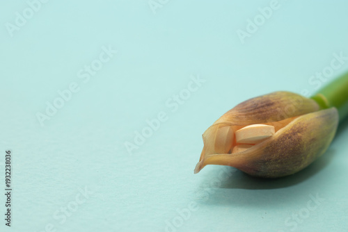 Soft healthcare composition combining tablets with floral bud suggesting healing, growth and wellness. Ideal for medical branding and advertising visuals.