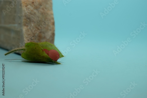 Soft healthcare composition combining tablets with floral bud suggesting healing, growth and wellness. Ideal for medical branding and advertising visuals.