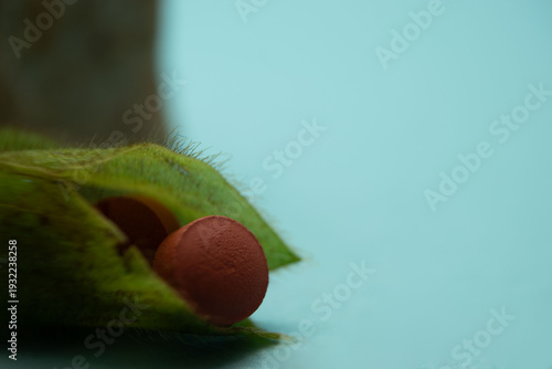 Soft healthcare composition combining tablets with floral bud suggesting healing, growth and wellness. Ideal for medical branding and advertising visuals.
