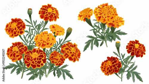 A vibrant collection of orange and red marigold flowers with green stems