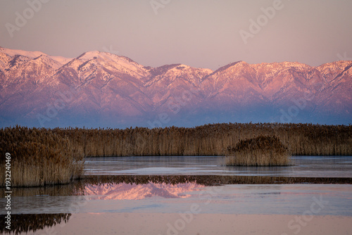 pampas grass reflection in the waters of the Bear River Bird Refuge against Wasatch mountains backdrop