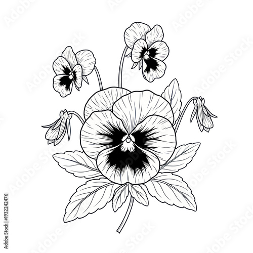 Pansy Flower Illustration - Vintage Line Art Botanical Drawing
