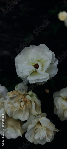 Romantic White Rose in Full Bloom