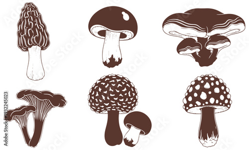 Variety of wild mushrooms in different shapes and sizes