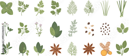 Flat vector herbs and spices set with basil, parsley, dill, chives, cumin, star anise and turmeric