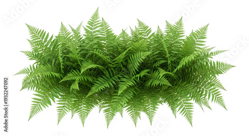 Detailed illustration of lush green fern leaves isolated on transparent background