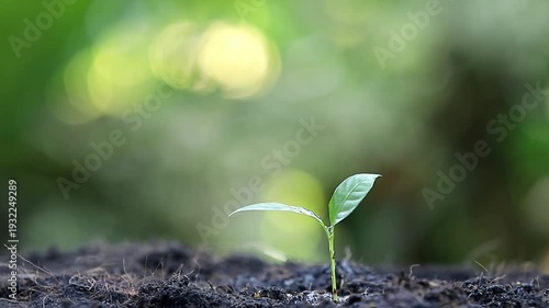 Close up of human hand gently pouring water on a small green seedling in the soil. Concept of plant growth, agriculture, and nature conservation with beautiful green bokeh background.
