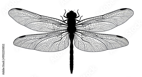 Detailed Silhouette of a Dragonfly with Intricate Wing Veins on White Background