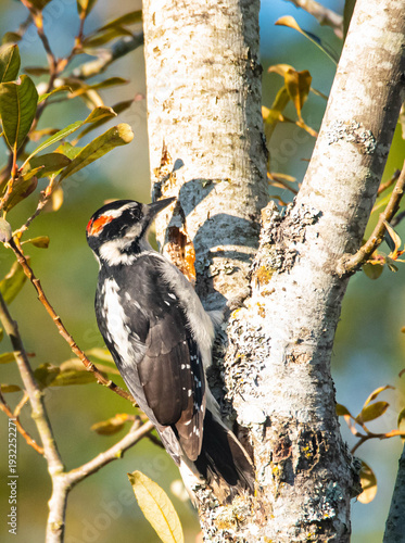 Woodpecker In a Tree
