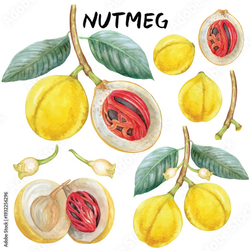 Nutmeg illustration with watercolor isolated on transparent background