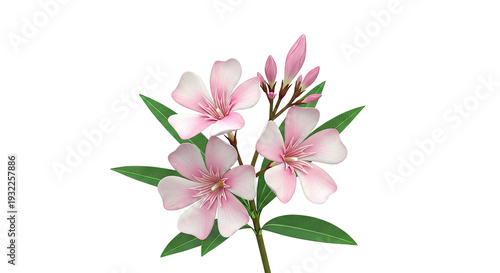 Pink Oleander Flowers and Buds