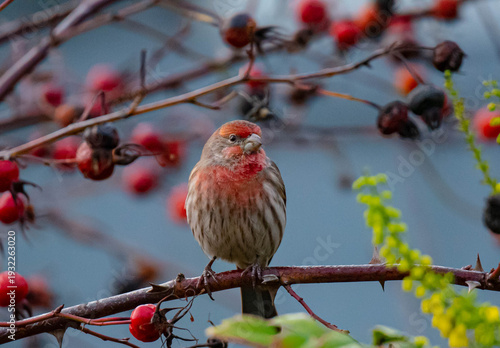 Colorful House Finch