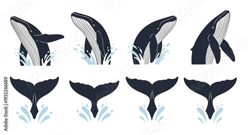 Set of Whale Illustrations Showing Flippers and Tails Splashing. Vector Illustrations. EPS Editable