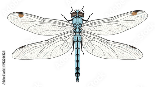 Detailed top view illustration of a blue dragonfly with intricate wing patterns and large eyes on a white background.