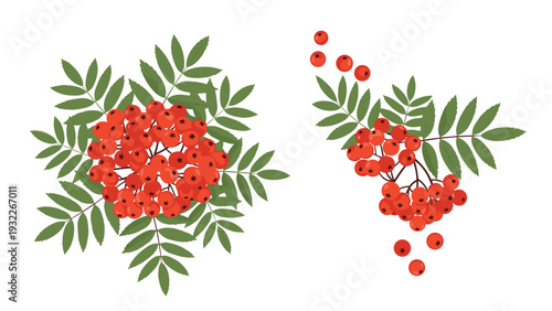 Detailed illustration of bright red rowan berries clustered together with dark green pinnate leaves on a stark white background.