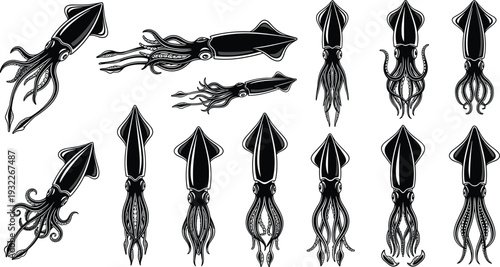 Detailed black and white vector illustration set of various squids and calamari in different swimming positions, perfect for seafood, marine life, and nautical designs.