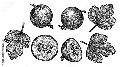Gooseberry fruit collection featuring whole berries and sliced sections with ornate leaves