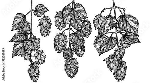 Vintage hops branch illustration for brewery branding and craft beer label design concepts