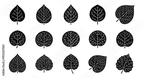 Collection of Various Black Silhouette Leaves on a White Background from Different Angles and Shapes