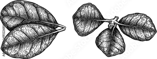 Two pairs of detailed leaves with ornate patterns, botanical, decorative