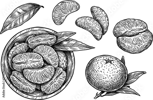 Mandarin orange segments and whole fruit sketch collection on transparent background design