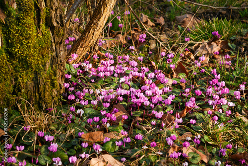 Photography Pink early spring cyclamen (Cyclamen coum) or ivy-leaved cyclamen (Cyclamen hederifolium)