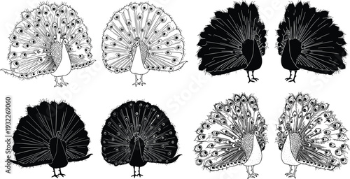 Hand Drawn Vector Set of Beautiful Peacocks Featuring Detailed Line Art and Solid Black Silhouettes with Open Feathers for Nature, Wildlife, and Decorative Designs.