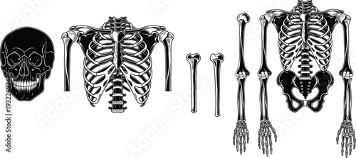 Human skeleton anatomy vector collection featuring detailed black and white skull rib cage spine pelvis arm bones and hand isolated on a white background