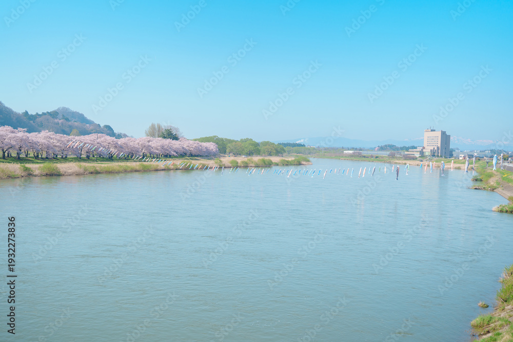 Fototapeta premium Kitakami Tenshochi Park with Sakura Cherry Blossom in Spring, Kitakami festival. Kitakami river in Iwate prefecture, Japan. Famous Landmark for Travel and Vacation destination