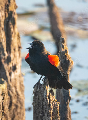 Red Winged Blackbird singing
