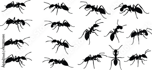 Ant silhouettes collection, insect poses, entomology illustration, biology vector art, crawling ants design, black and white insect anatomy icons