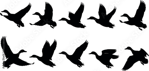 Black Silhouette Collection of Wild Ducks Flying in Sky, Mallard Waterfowl Action Poses, Migrating Birds Set,