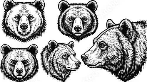 Grizzly Bear Head Illustration Collection in Detailed Engraving Style, Black and White Wildlife Vector Set Isolated