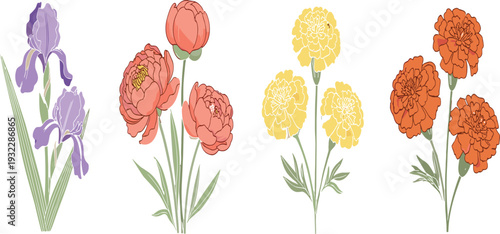 Blooming Garden Flower Collection with Iris Peony Carnation and Tulip Botanical Floral Elements for Spring Wedding Decoration and Natural Design.