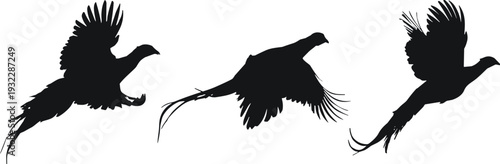 Silhouette pheasants flying in motion, elegant bird flight poses, dynamic wing positions, artistic wildlife collection of three graceful avian figures