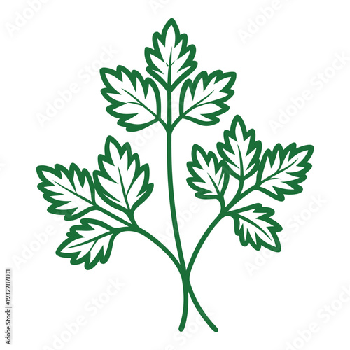 Photos a branch of chervil line art vector