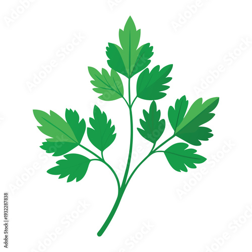 chervil on white background
