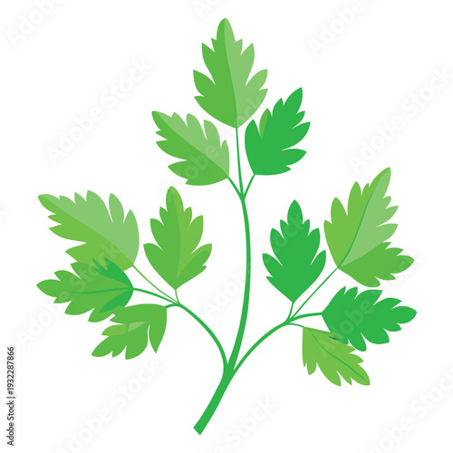 chervil herb leaves bunch