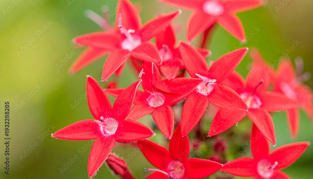 Obraz premium Ultra detailed botanical macro photo of delicate red star shaped flowers with soft green background, vibrant petals, natural beauty, and fresh garden atmosphere