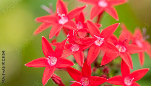 Ultra detailed botanical macro photo of delicate red star shaped flowers with soft green background, vibrant petals, natural beauty, and fresh garden atmosphere