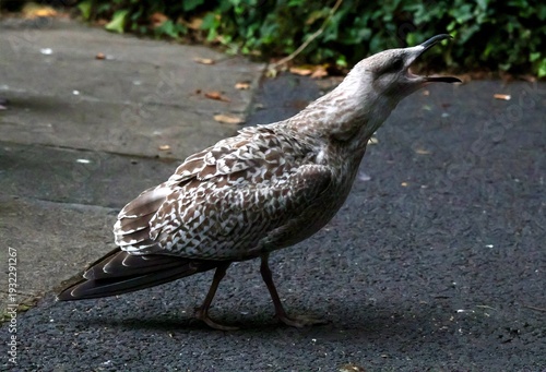 Seagull yelling in the park