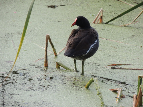 Common Gallinule Standing in the water