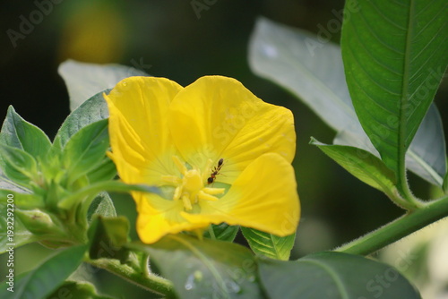Ant on a Yellow Flower
